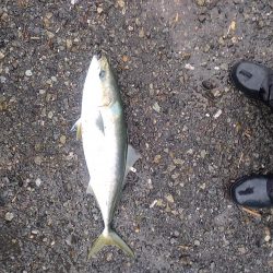 祝　初めじろん