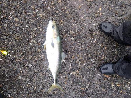 祝　初めじろん