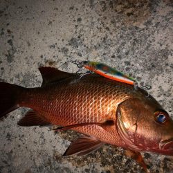 今朝もマングローブジャック