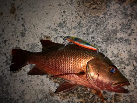 今朝もマングローブジャック