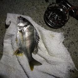 （2020/10/20 南港ヘチ釣り　 真チヌ キビレチヌ ガシラ 釣果有り）