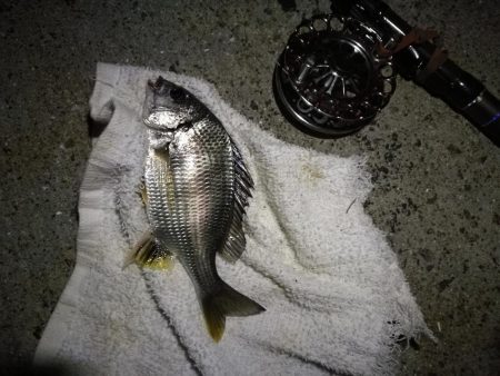 （2020/10/20 南港ヘチ釣り　 真チヌ キビレチヌ ガシラ 釣果有り）