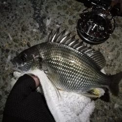 （2020/10/21 南港ヘチ釣り　 真チヌ キビレチヌ ガシラ メジナ 釣果有り）