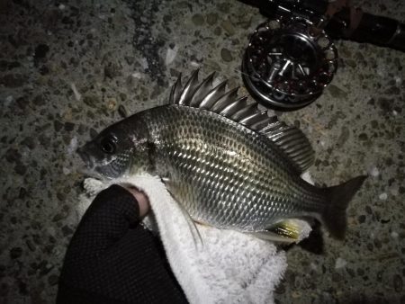 （2020/10/21 南港ヘチ釣り　 真チヌ キビレチヌ ガシラ メジナ 釣果有り）