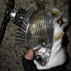 (2020/10/22 南港ヘチ釣り キビレチヌ41cm ガシラ 釣果有り)