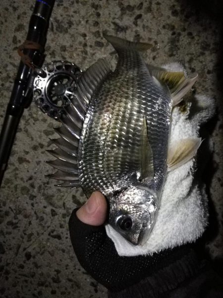 (2020/10/22 南港ヘチ釣り キビレチヌ41cm ガシラ 釣果有り)