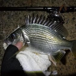 （2020/10/24 南港ヘチ釣り　 キビレチヌ ガシラ 釣果有り）