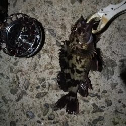 (2020/10/25 南港ヘチ釣り 真チヌ キビレチヌ ガシラ 釣果有り)