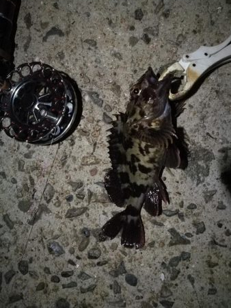 (2020/10/25 南港ヘチ釣り 真チヌ キビレチヌ ガシラ 釣果有り)