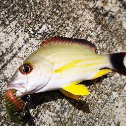 ファミリーフィッシング