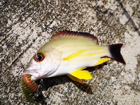 ファミリーフィッシング