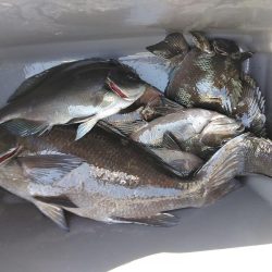 フカセ‥最高ですネ・・