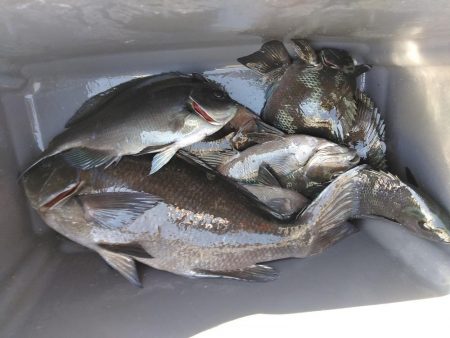 フカセ‥最高ですネ・・