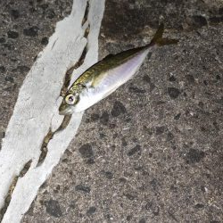 アジング活性低め、メバリングは不発。