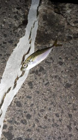 アジング活性低め、メバリングは不発。
