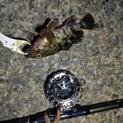 （2020/10/30 南港ヘチ釣り　 キビレチヌ45㎝ ガシラ 釣果有り）