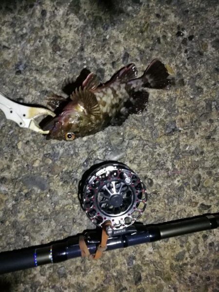 （2020/10/30 南港ヘチ釣り　 キビレチヌ45㎝ ガシラ 釣果有り）