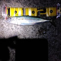 タチウオ　ウキ釣り