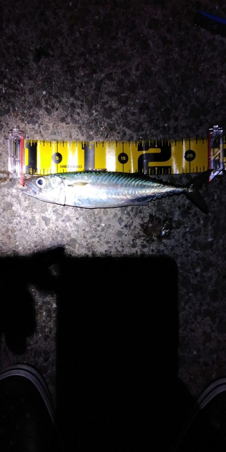 タチウオ　ウキ釣り