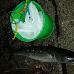 西国回りの序でに