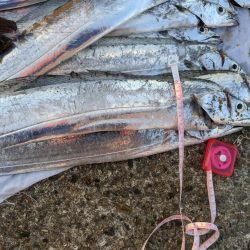 タチウオ夜釣り釣行