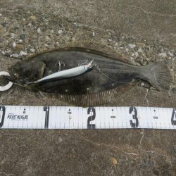 なんとヒラメをゲット！