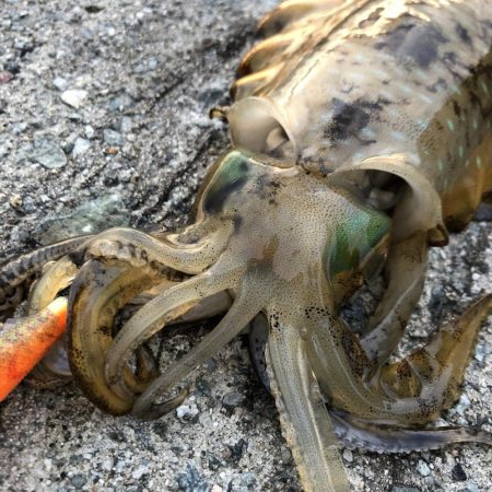 2020 佐渡ヶ島エギング 22回目