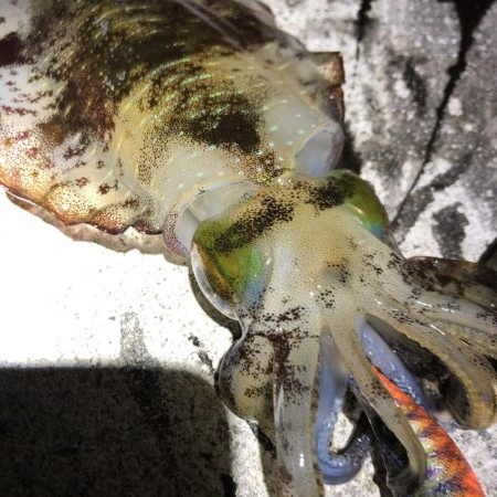 2020 佐渡ヶ島エギング 23回目