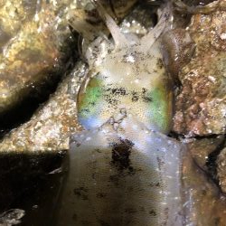 2020 佐渡ヶ島エギング 24回目