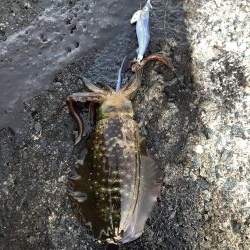 2020 佐渡ヶ島エギング 27回目