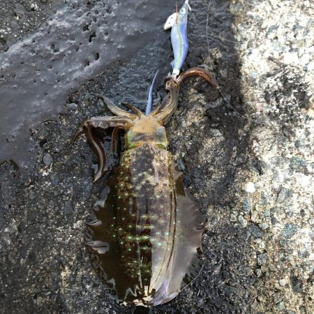 2020 佐渡ヶ島エギング 27回目