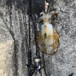 2020 佐渡ヶ島エギング 28回目