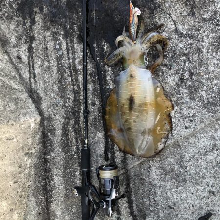 2020 佐渡ヶ島エギング 28回目