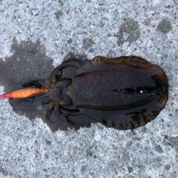 2020 佐渡ヶ島エギング 30回目