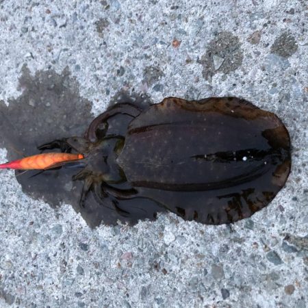 2020 佐渡ヶ島エギング 30回目