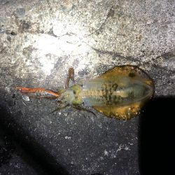 2020 佐渡ヶ島エギング 34回目