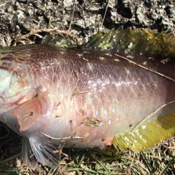 エサもなくなり、ラスト1投げで大アジ