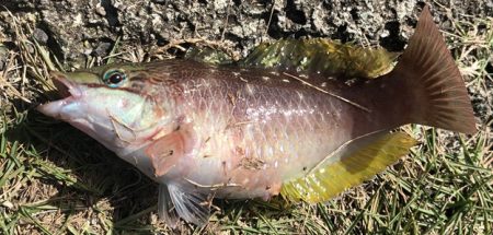 エサもなくなり、ラスト1投げで大アジ