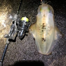 2020 佐渡ヶ島エギング 37回目