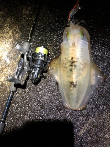 2020 佐渡ヶ島エギング 37回目