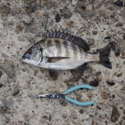 エビ撒き釣り　夕暮れにハネ