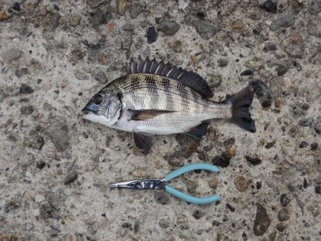 エビ撒き釣り　夕暮れにハネ