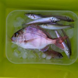 落ちギスを狙ったが不調