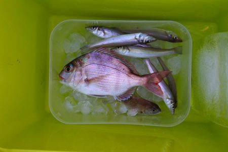 落ちギスを狙ったが不調