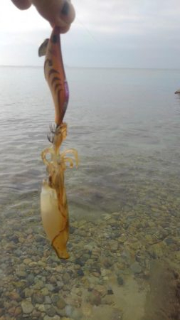 あれれ?厳しい~