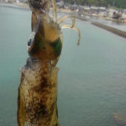 台風は、それたがイカは❓