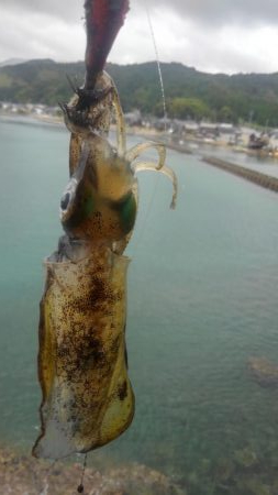 台風は、それたがイカは❓