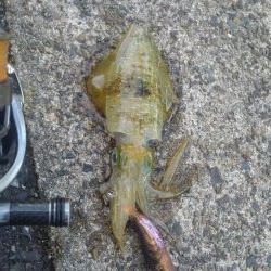 ポイント変えて?