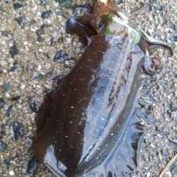 やっと、今秋初300gアップ～✌️