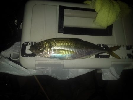 フロートゲーム